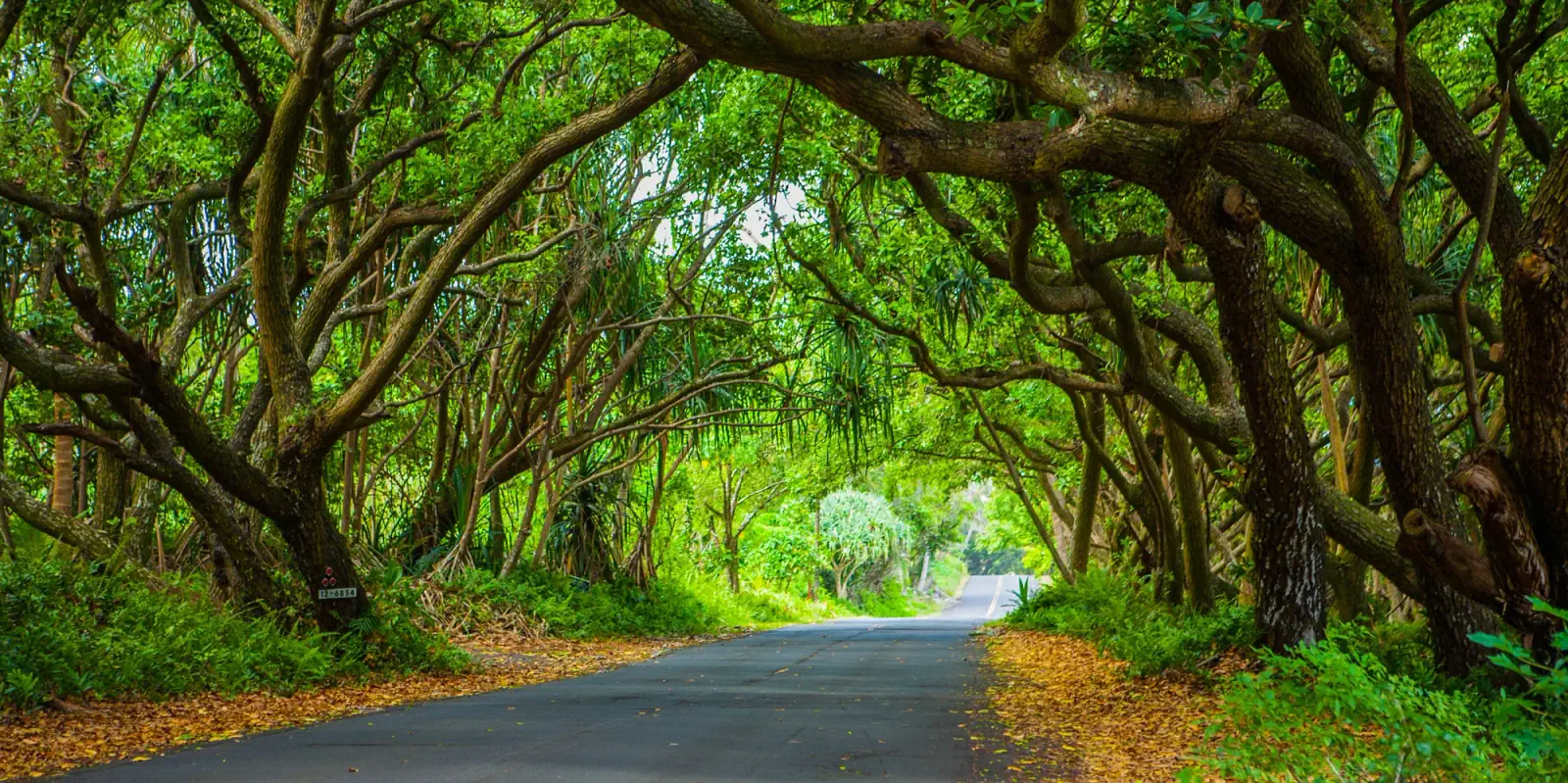 A tree-lined road leading toward KMEC Hawaii